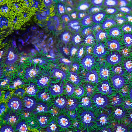 TSA Daisy Cutters Zoanthids Coral - Top Shelf Aquatics