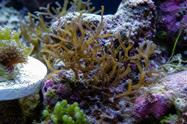 Dictyota algea reef pest identification image