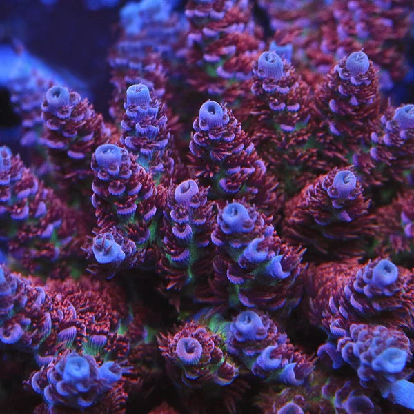 UC Dippin' Dots Acropora Coral