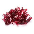 Dragon's Breath Macroalgae - Reef Genetics