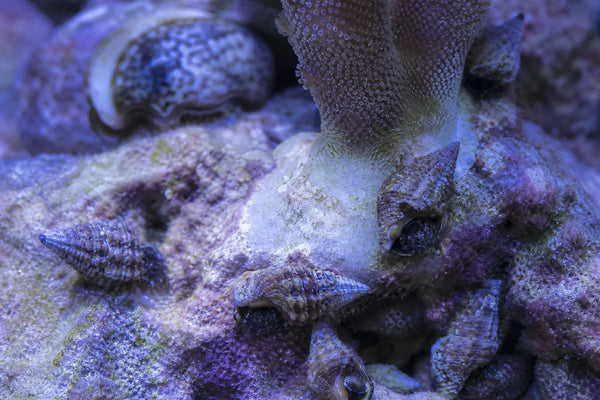 Drupella sp/ coral eating whelks pest identification image
