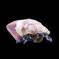 Electric Blue Hermit Crab
