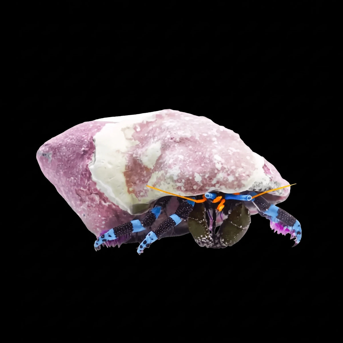 Electric Blue Hermit Crab