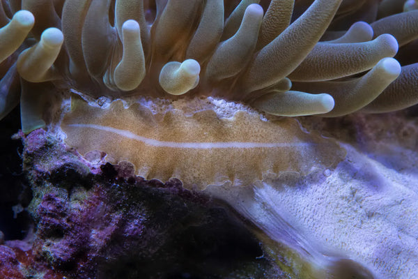 Euphyllia & Frimbiaphyllia Polyclad FW reef pest identification image