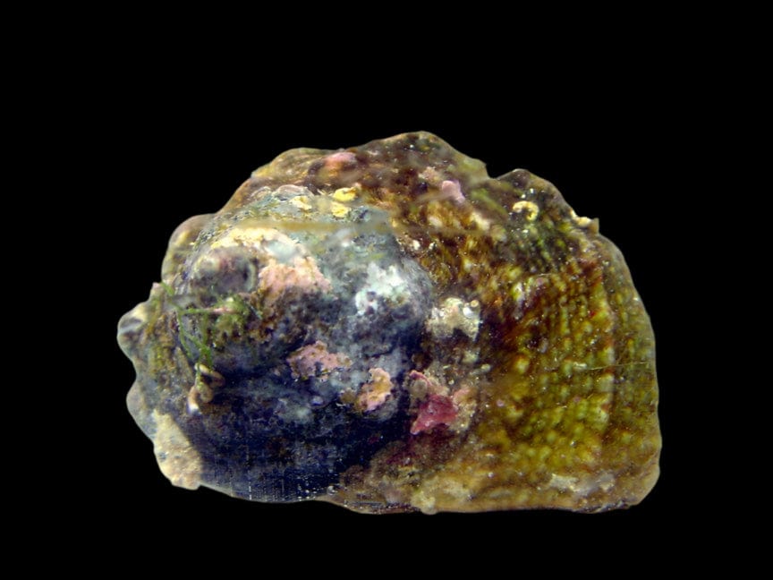 Mexican Turbo Test Mexican Turbo Snail