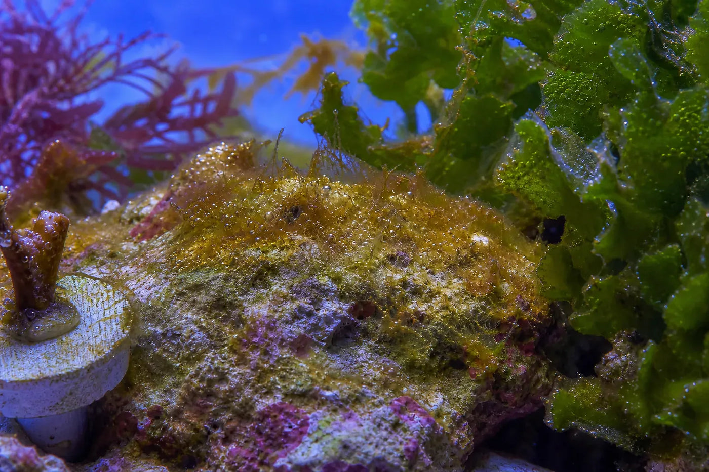 Gambierdiscus dinos reef pest identification image