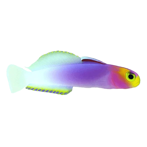 Saltwater Fish Species Guide: Identification, Care & Compatibility