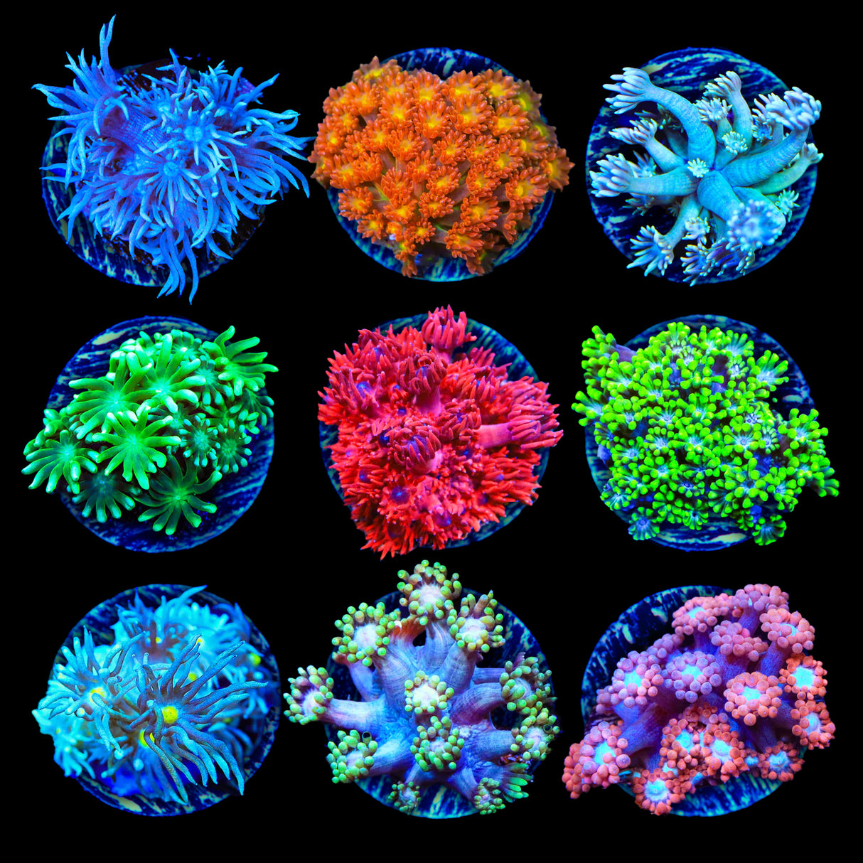 Flowerpot 3 Coral Frag Pack