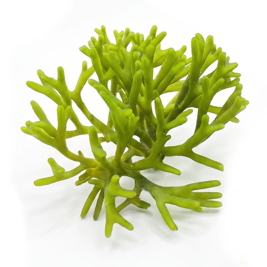 Live Green Staghorn Codium fragile macroalgae with dark green branching fronds