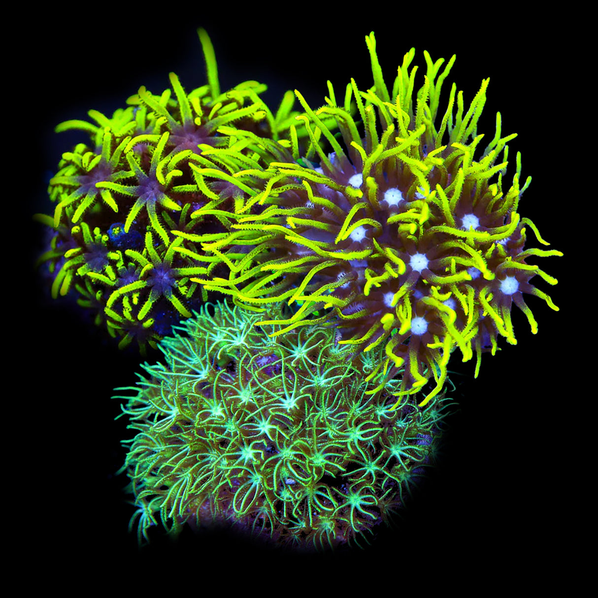 Green Star Polyp 3 Pack