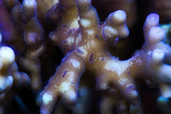 Grimace (AEFW) reef pest identification image