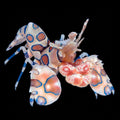 Harlequin Shrimp