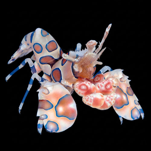 Harlequin Shrimp