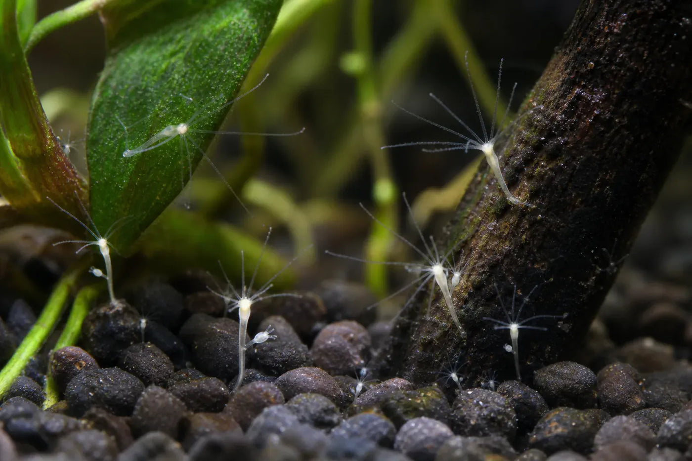Hydras pest identification image