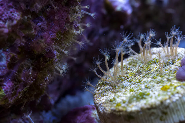 Hydroids colonial and digitate reef pest identification image