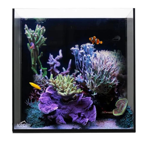 IceCap 10 gallon rimless cube all-in-one aquarium, aquascaped reef