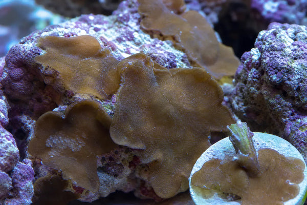 Lobophora algea reef pest identification image