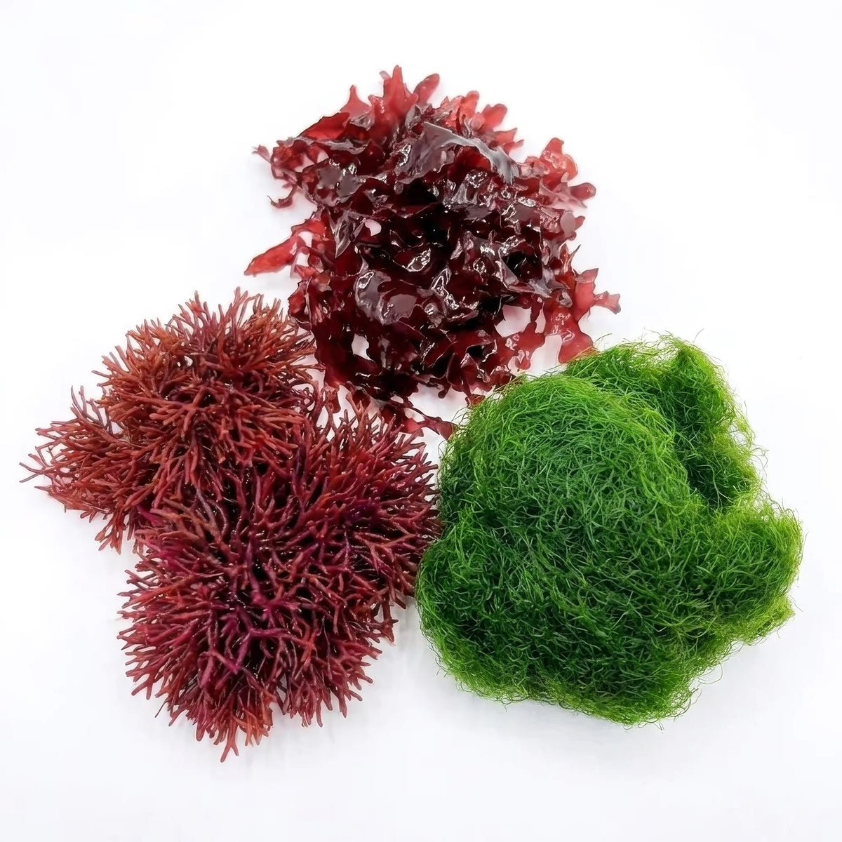 Refugium Essentials Macroalgae Pack with Chaeto, Dragon's Breath, and Pom Pom Gracilaria