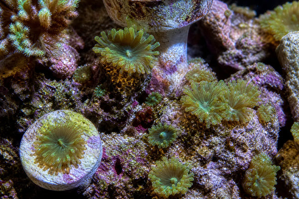 Majano anemones reef pest identification image