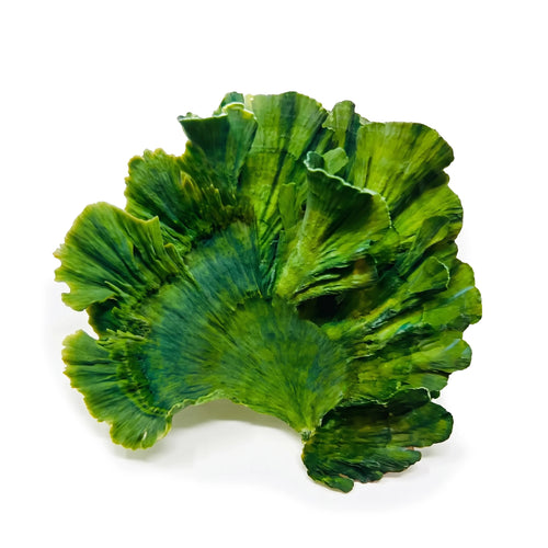 Live Mermaid's Fan Udotea macroalgae with an upright green fan and sand-bed holdfast
