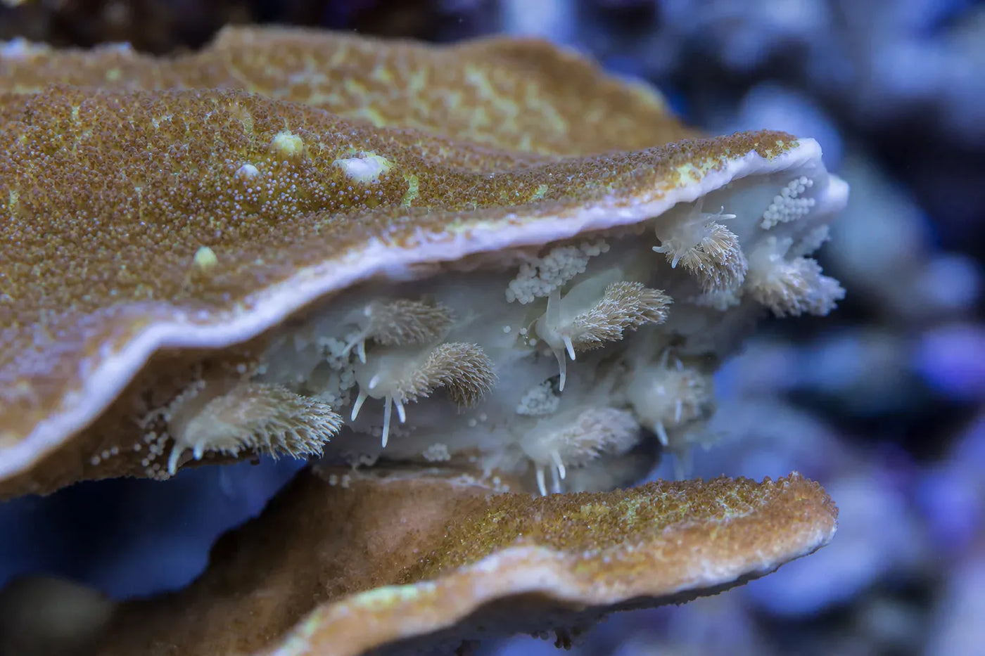 Montipora Eating Nudibranch reef pest identification image