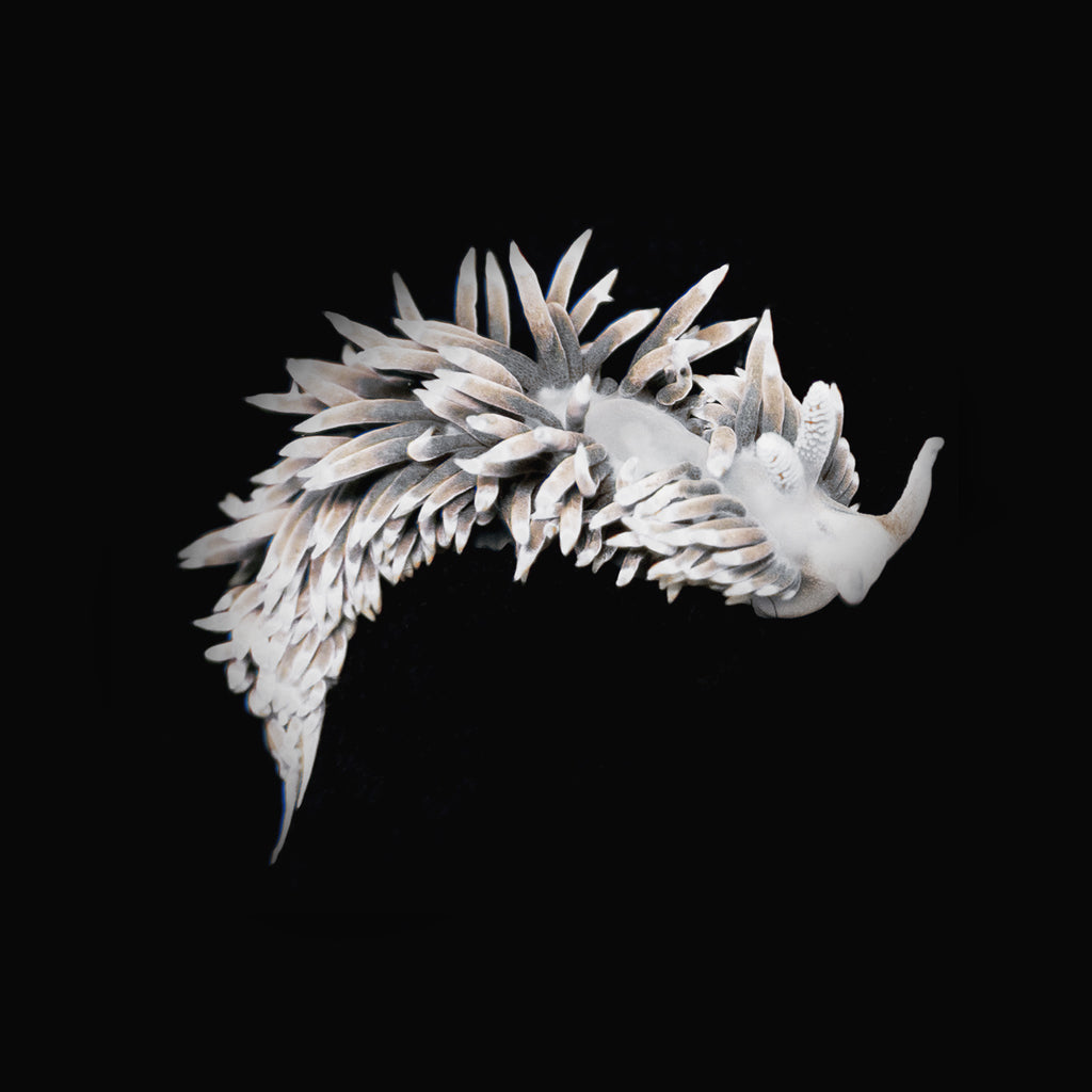 Berghia Nudibranch - Aiptasia Destroyers!