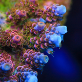 TSA Optimus Prime Acropora Coral