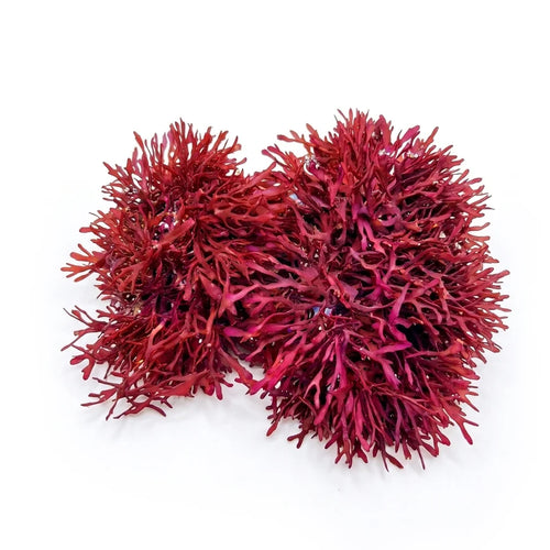 Live Pom Pom Gracilaria macroalgae red clump for nutrient export and herbivore forage