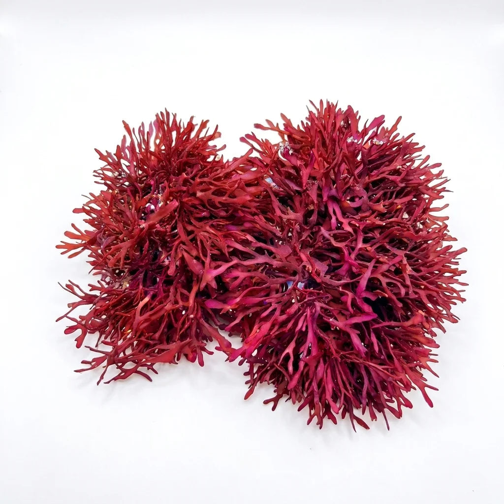 Live Dragon's Breath red macroalgae portion included in the refugium starter pack