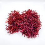 Live Dragon's Breath red macroalgae portion included in the refugium starter pack