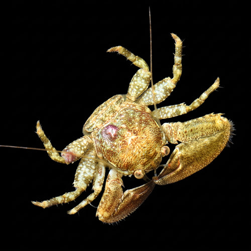 Porcelain Crab