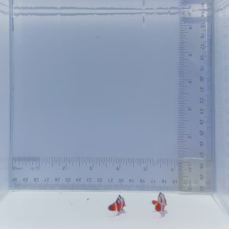 Extreme Gladiator Pair Clownfish