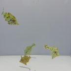 Captive-Bred Aiptasia Eating Filefish - Acreichthys tomentosus