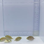 Captive-Bred Golden Lined Rabbitfish - Siganus lineatus