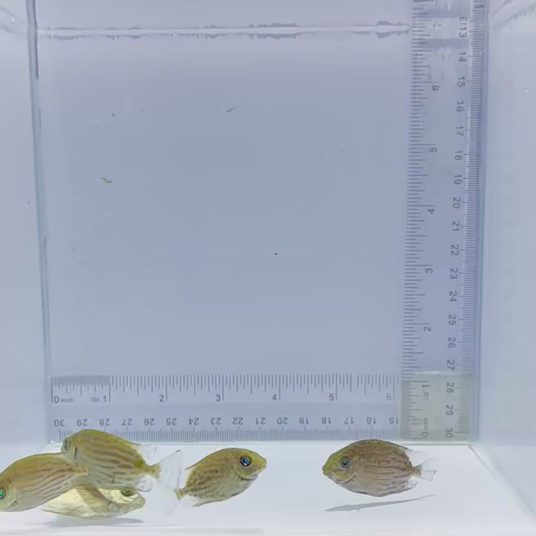 Captive-Bred Golden Lined Rabbitfish - Siganus lineatus