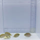 Captive-Bred Golden Lined Rabbitfish