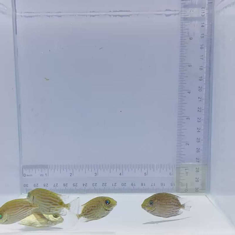 Captive-Bred Golden Lined Rabbitfish