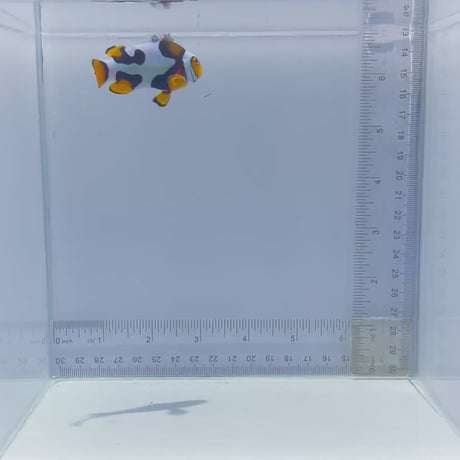 Bali Aquarich Black Helmet Picasso Clownfish