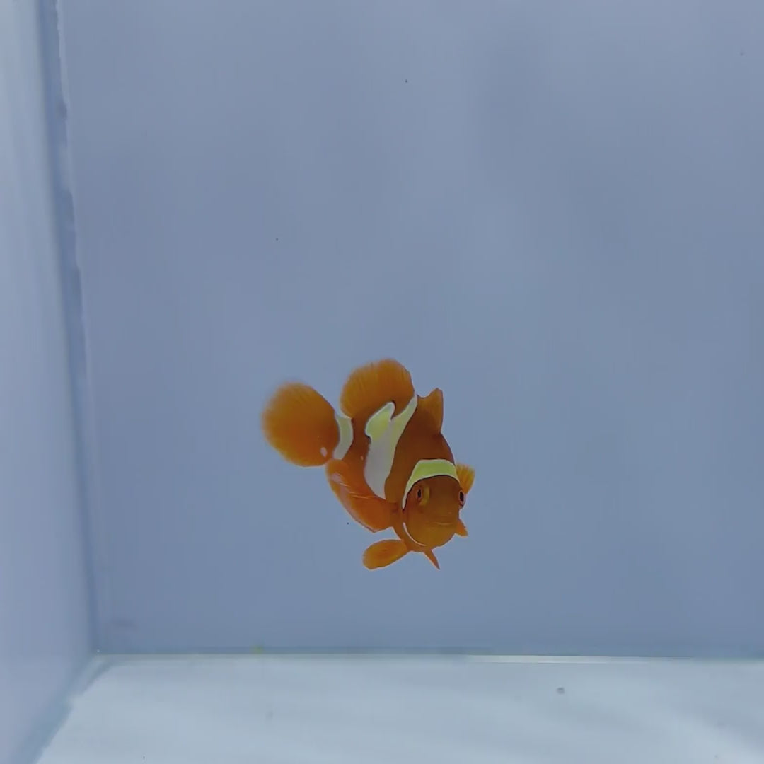 Golden Snowflake Maroon Clownfish