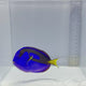 Blue Hippo Tang — Paracanthurus hepatus