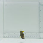 Undulate Triggerfish