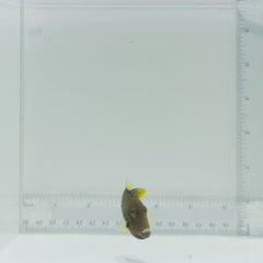 Undulate Triggerfish