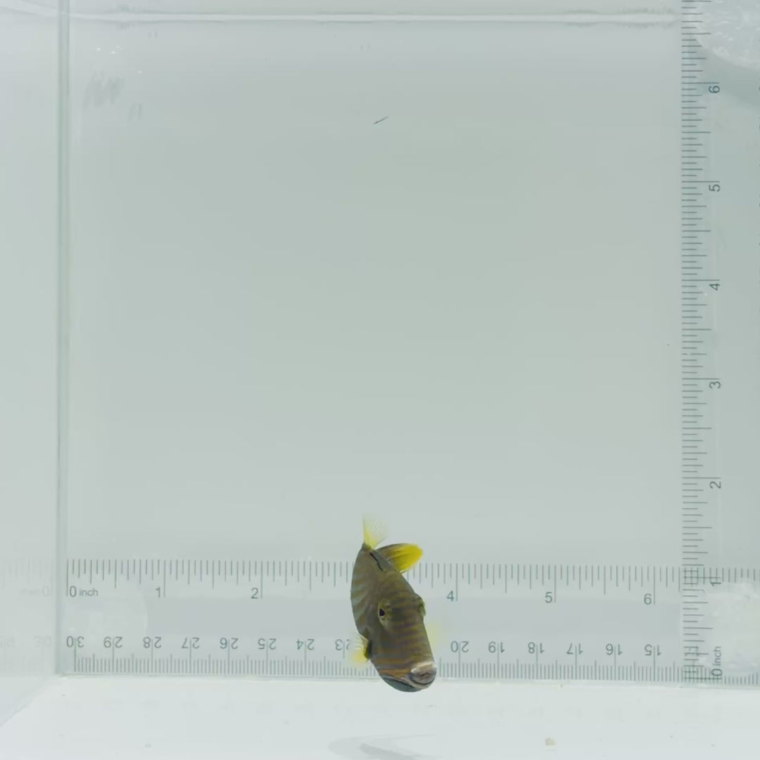 Undulate Triggerfish