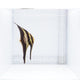 Orbiculate Bat Fish