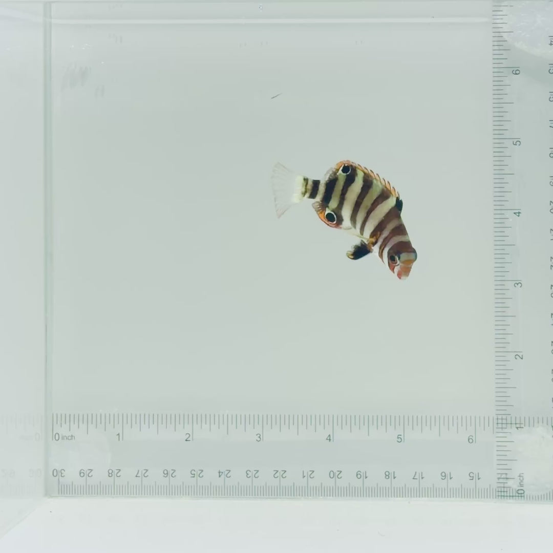 Captive-Bred Harlequin Tusk