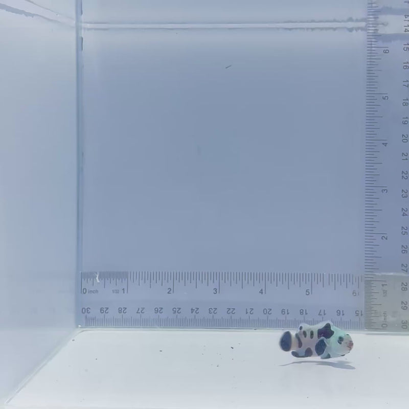 Sapphire Super Storm Clownfish