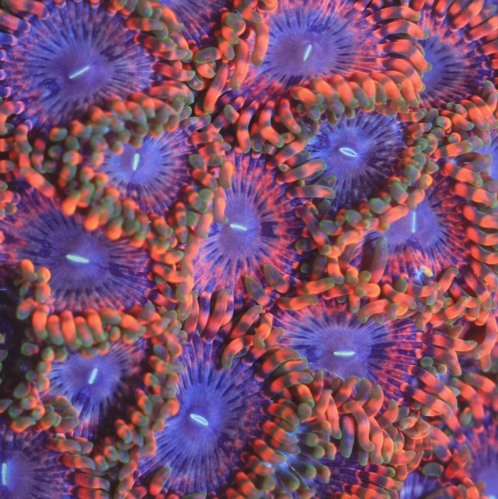 Fairy Fart Zoanthids Coral