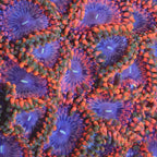 Fairy Fart Zoanthids Coral