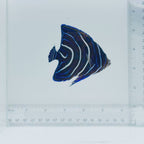 Koran Angelfish