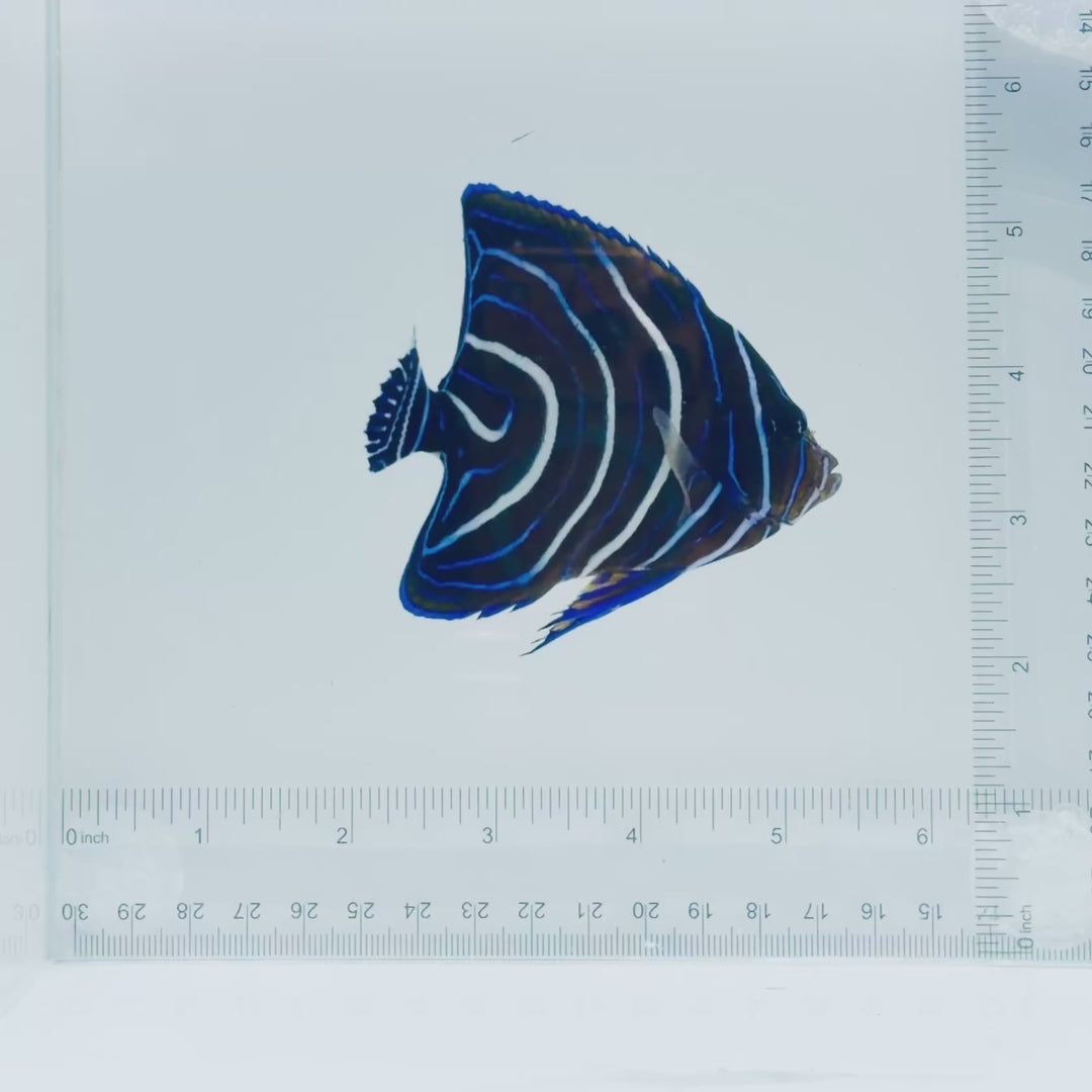 Koran Angelfish